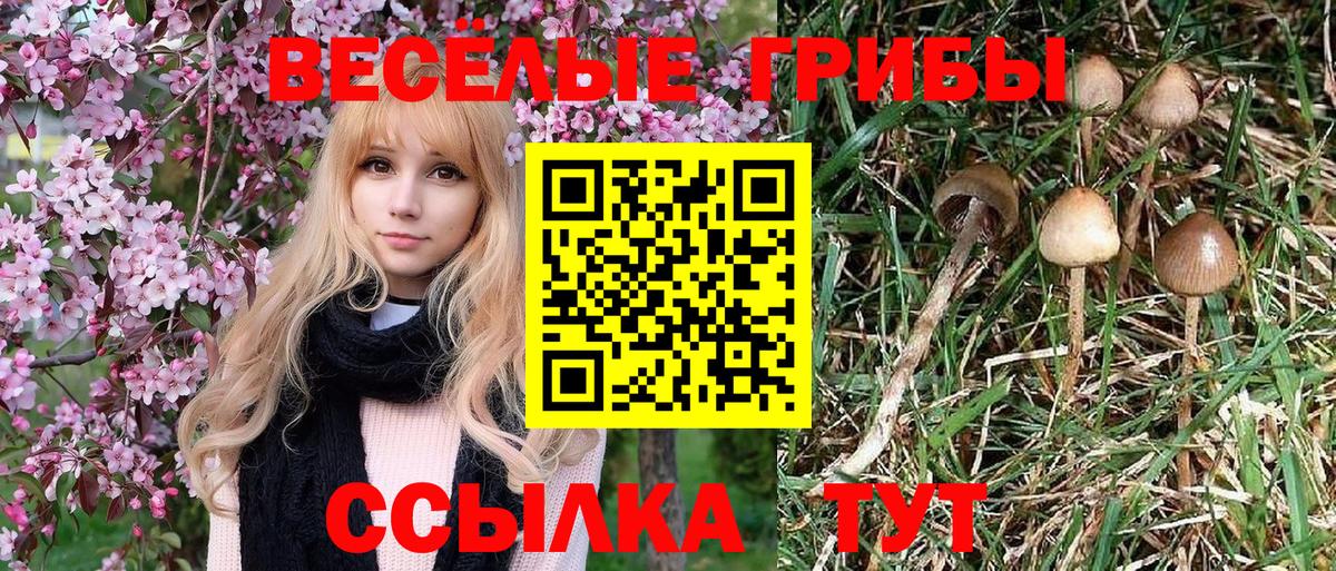 Псилоцибиновые грибы Psilocybe Азнакаево